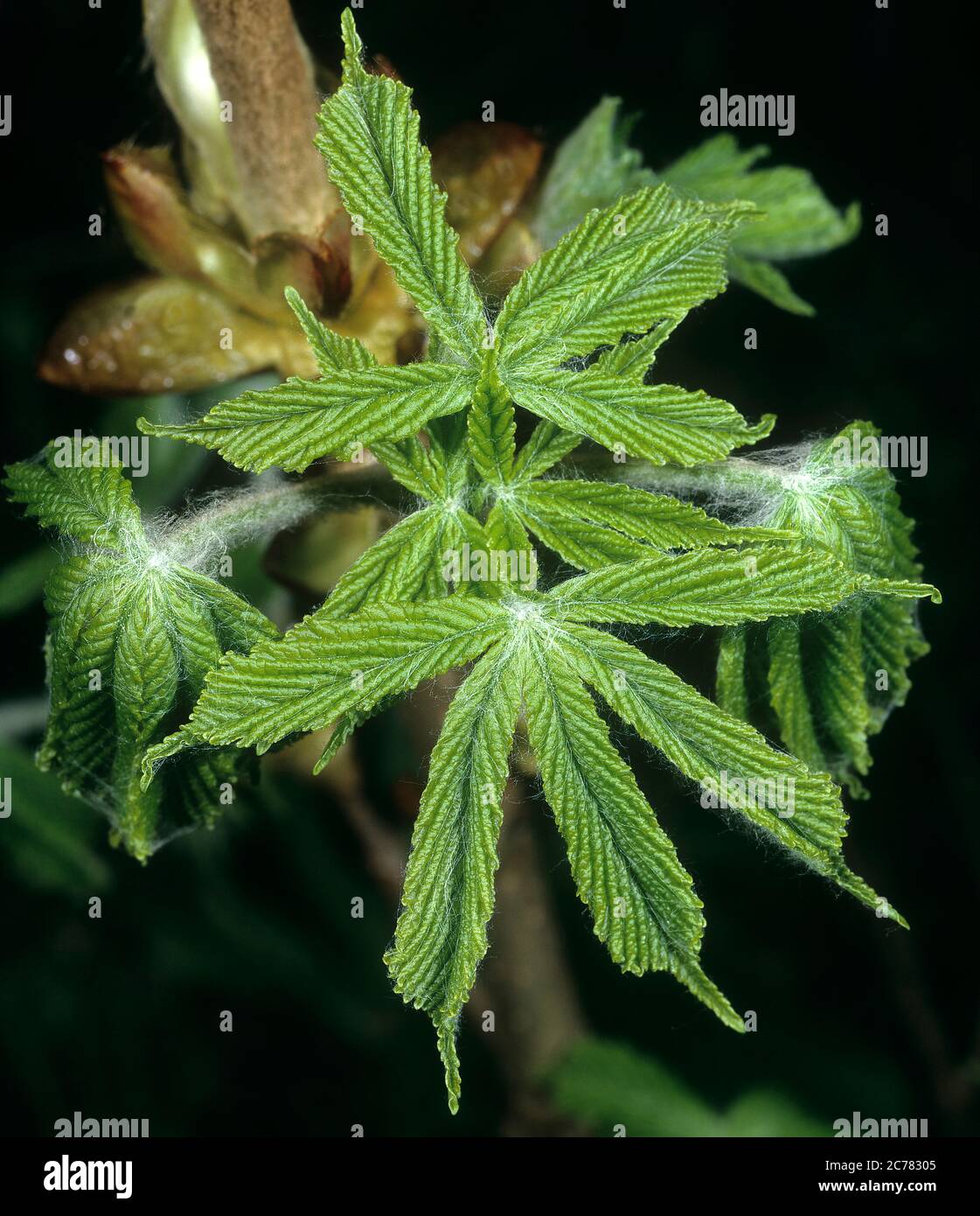 Horse Chestnut (Aesculus hippocastanum),Leaves unfold. Germany Stock Photo