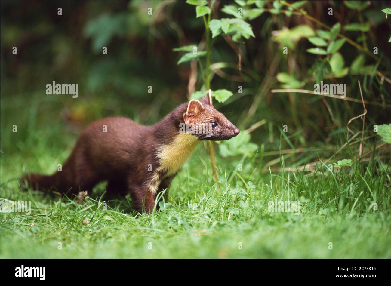 European Pine Marten (Martes martes). Adult standing in grass. Germany Stock Photo