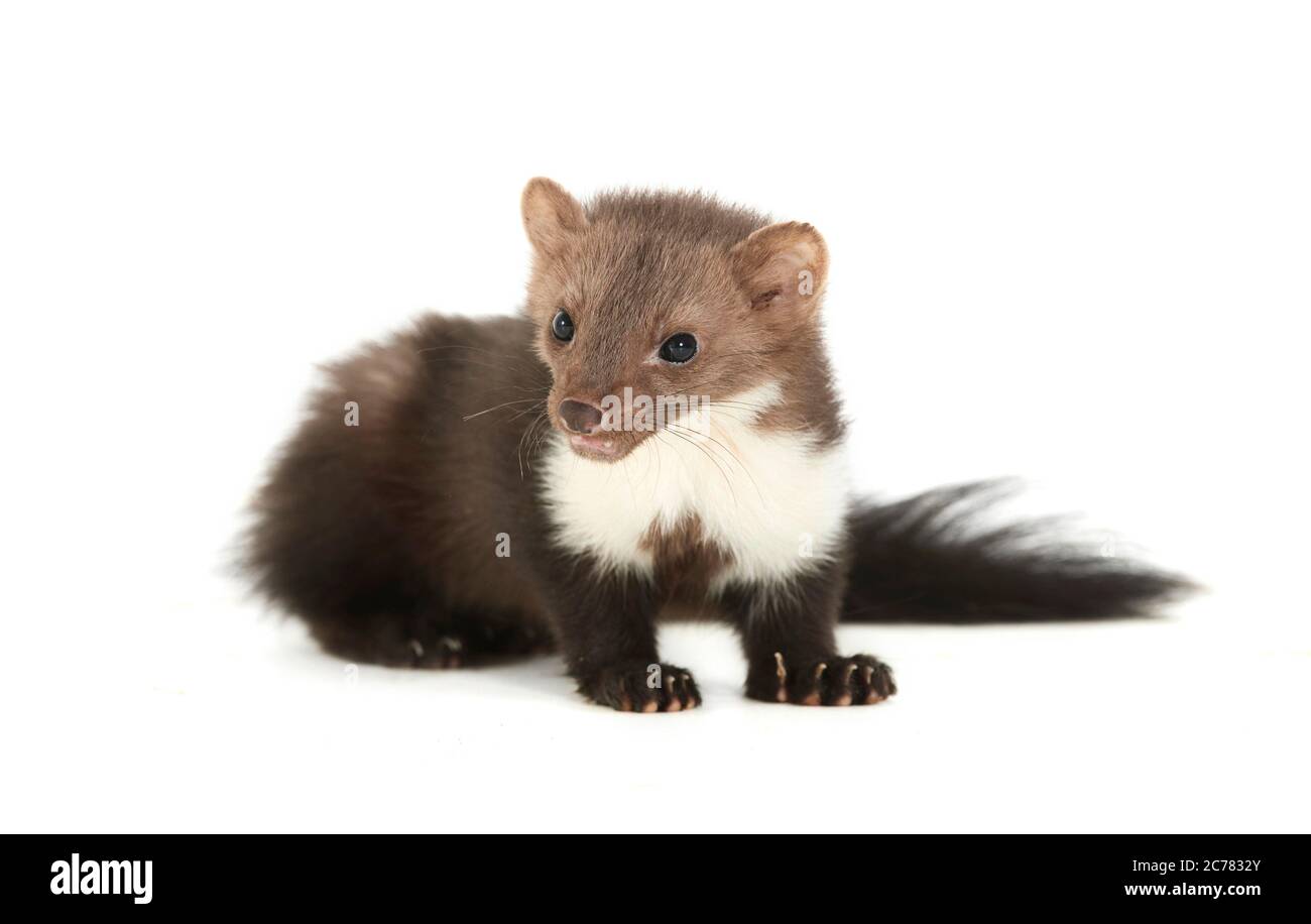 Stone Marten (Martes foina). Studio picture against a white background. Germany. Restriction: Not for marten defense systems Stock Photo