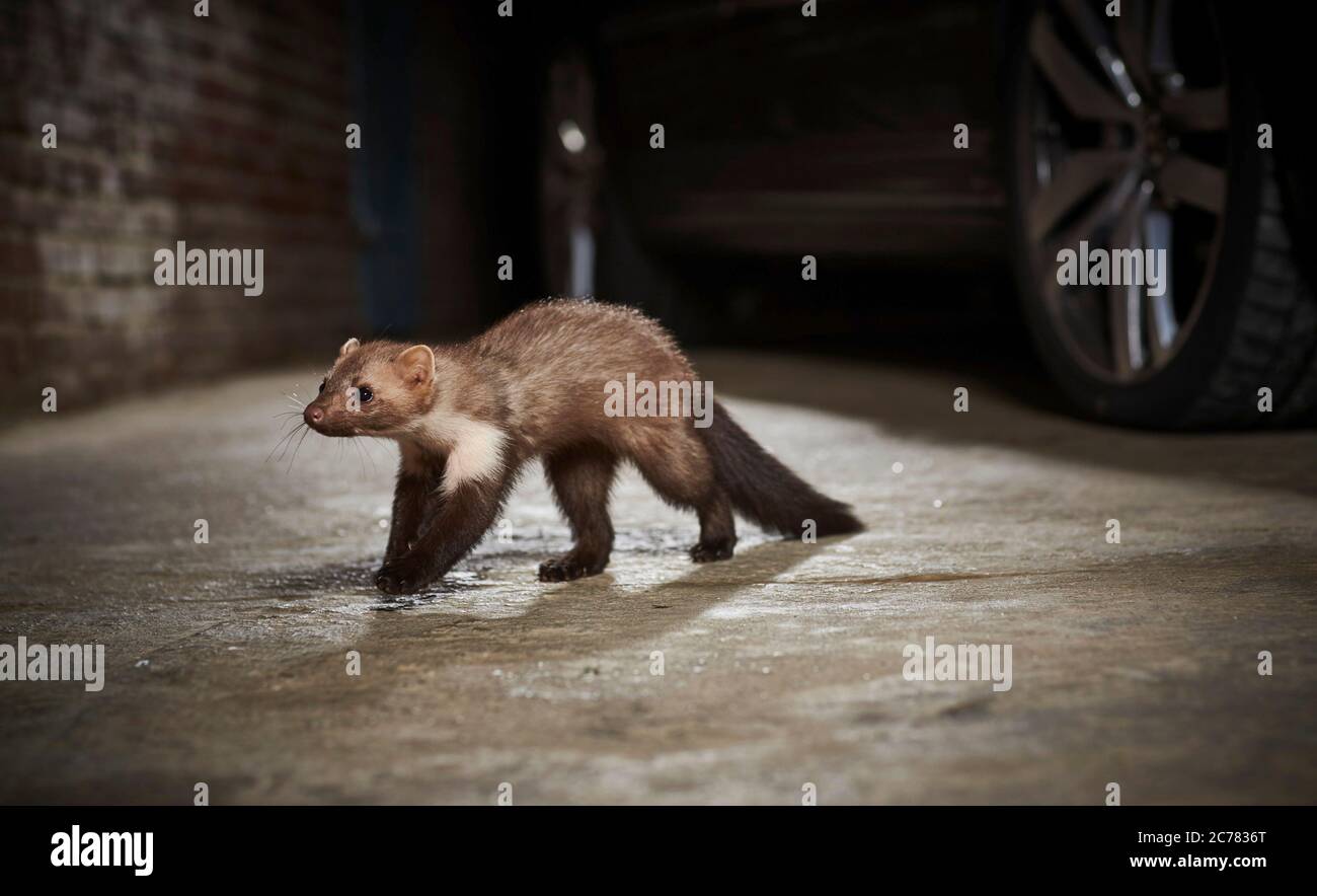 Stone Marten (Martes foina) walking next to a car. Germany. Restriction: Not for marten defense systems Stock Photo