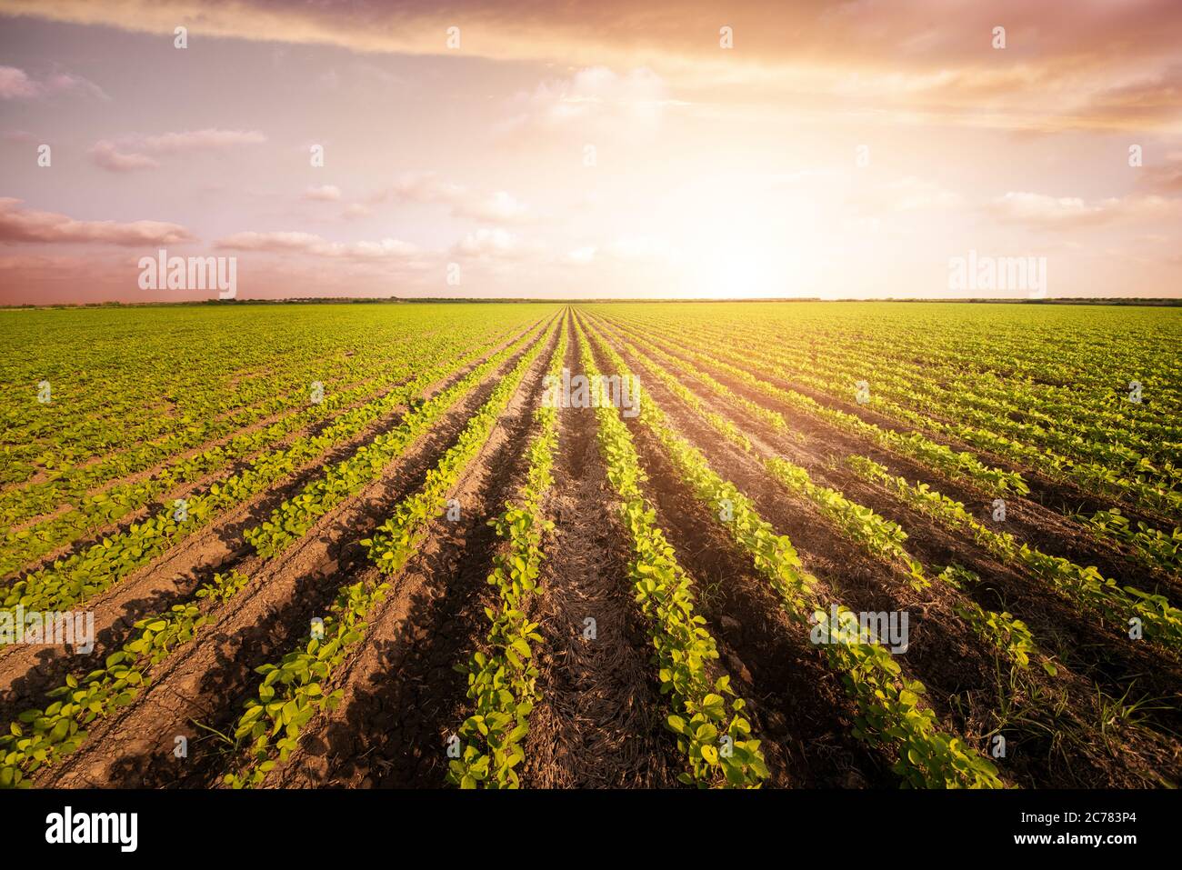 Agricultural planting on a huge field. Green growing plant against blue sky Stock Photo