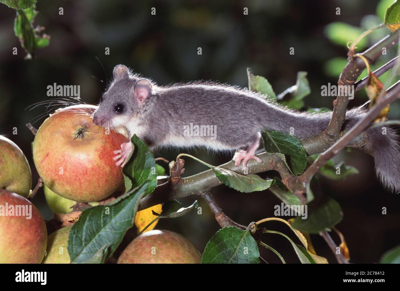 Edible Dormouse (Glis glis) eating an apple. Germany Stock Photo