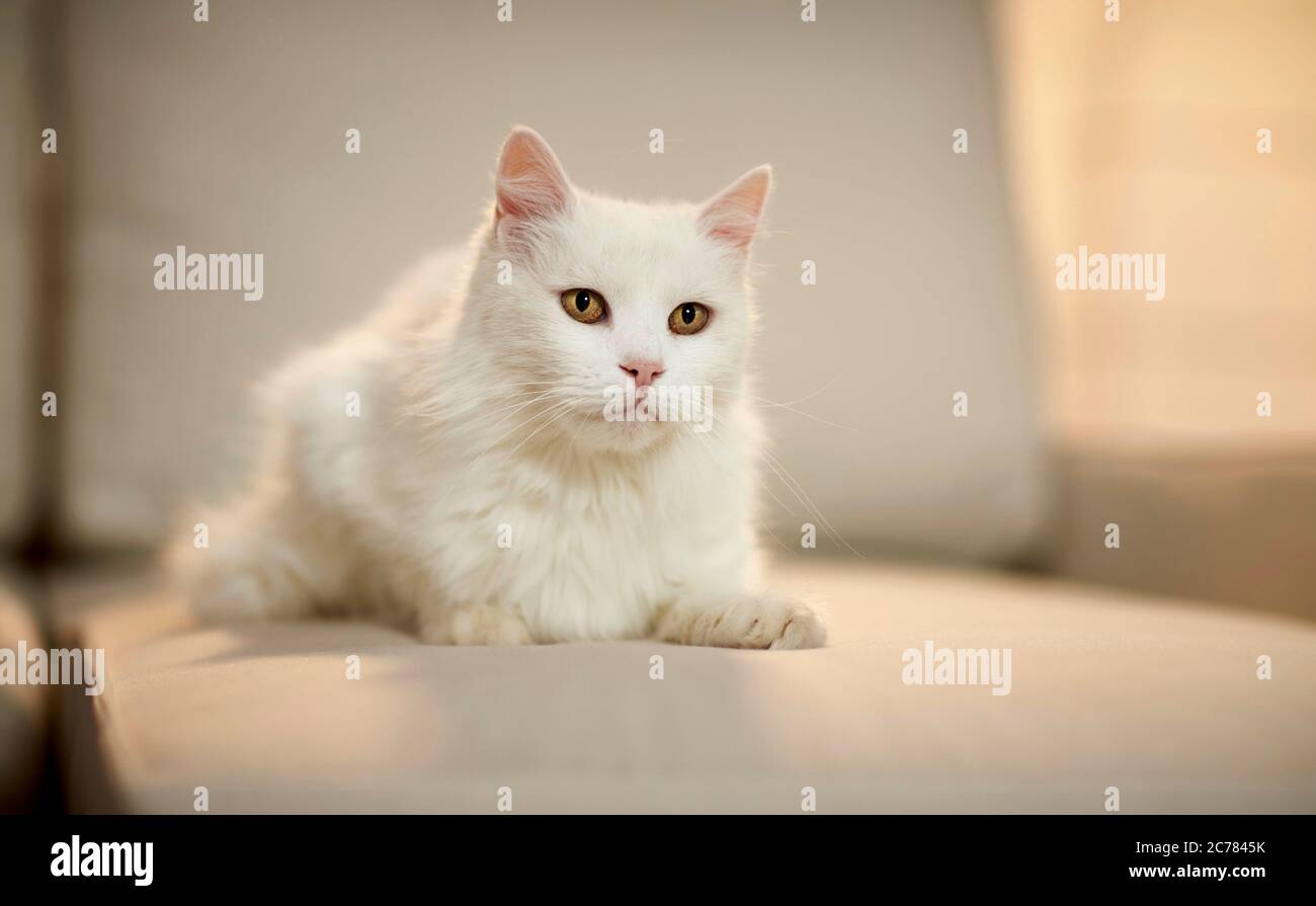Turkish Angora. White adult cat lying on a couch. Germany Stock Photo
