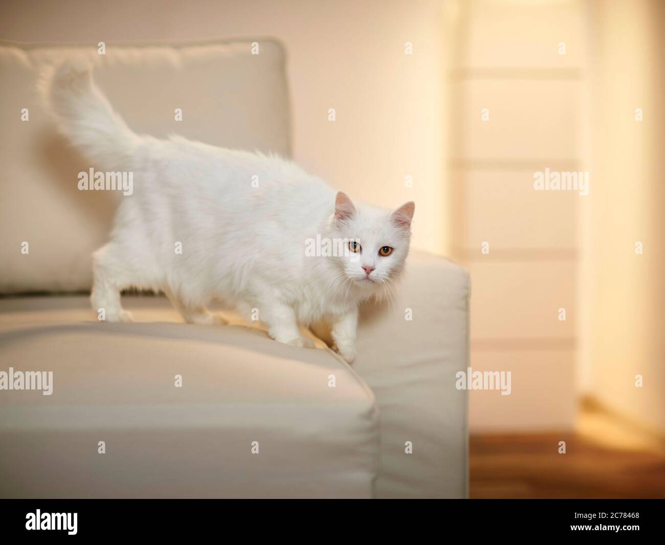 Turkish Angora. White adult cat walking on a couch. Germany Stock Photo