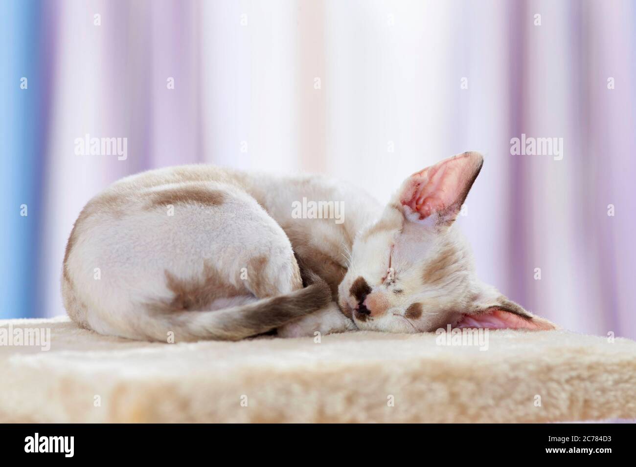 Devon Rex. Kitten sleeping on a scratching post. Germany Stock Photo