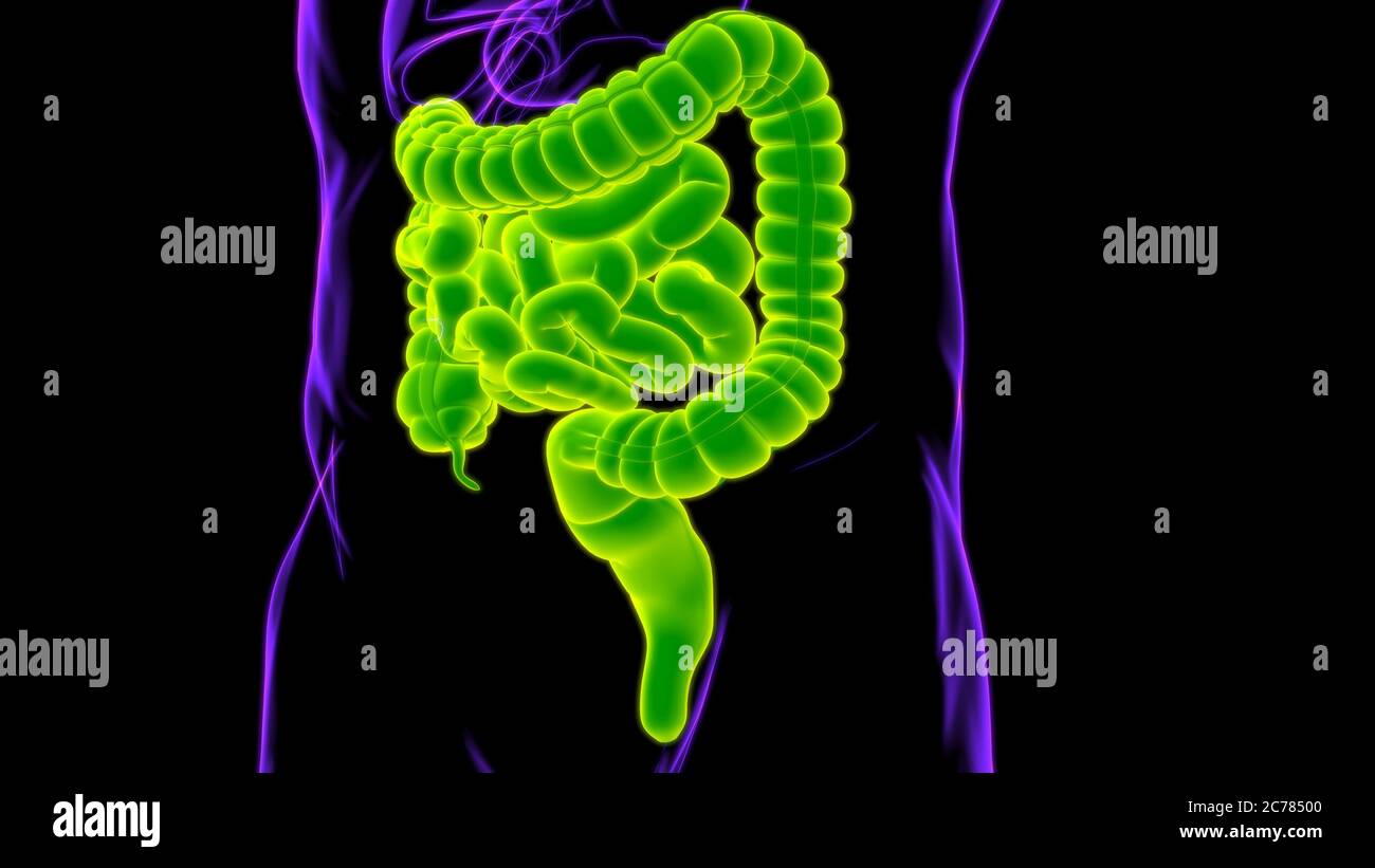 Small and Large Intestine 3D Illustration Human Digestive System