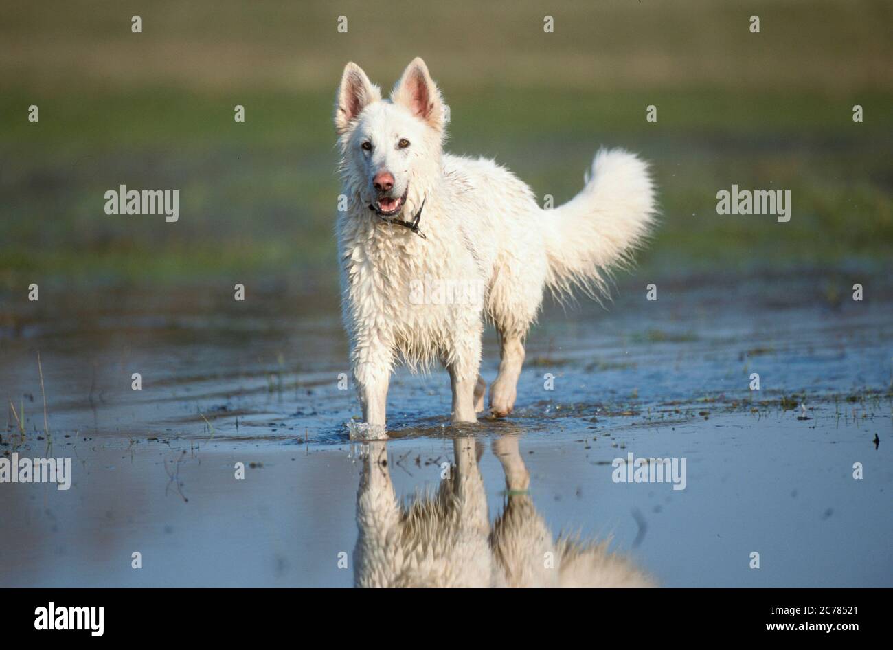 Berger Blanc Suisse, White Swiss Shepherd Dog. Adult dog walking in water. Germany Stock Photo