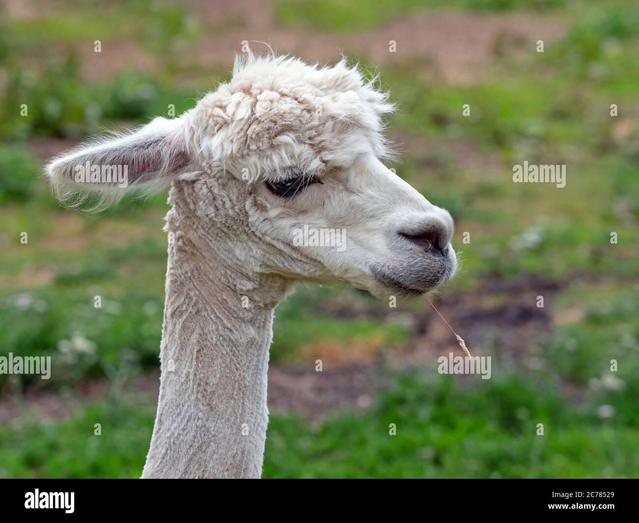 Alpaca  Vicugna pacos  portrait Norfolk Farm in Winter Stock Photo