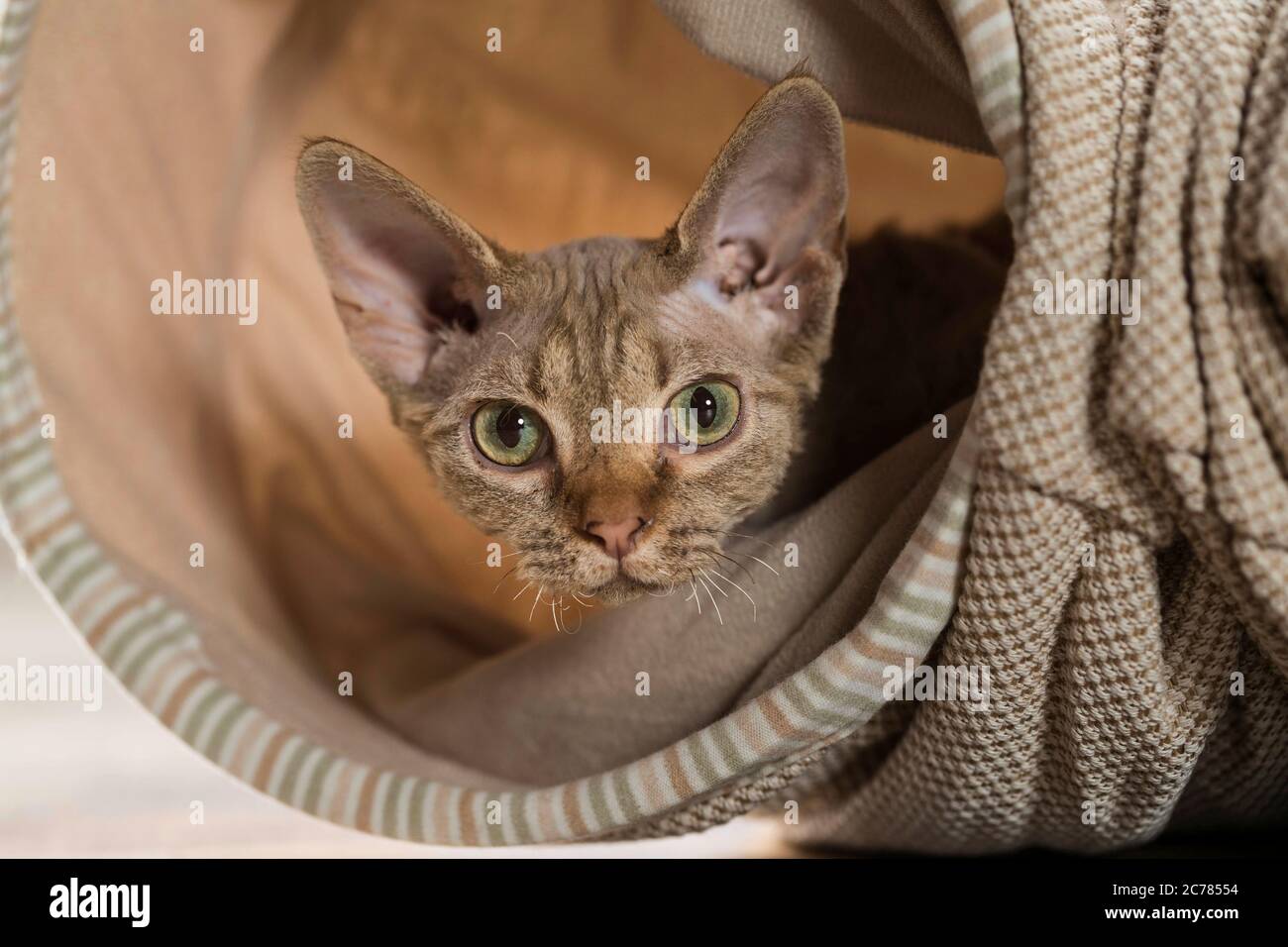 Devon Rex. Kitten in a toy tunnel. Germany Stock Photo