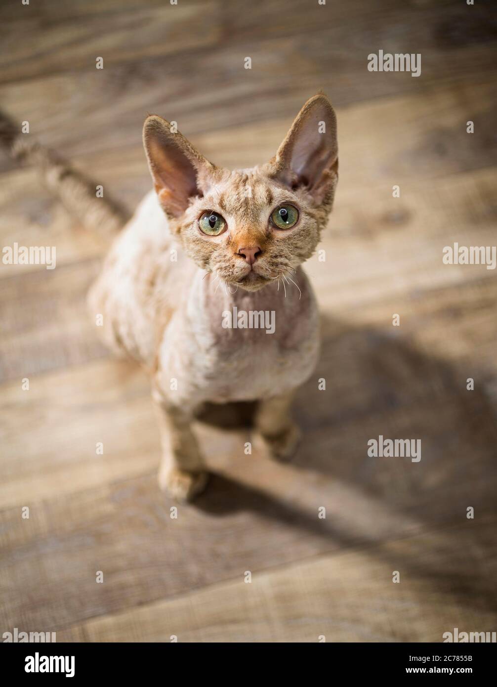 Devon Rex. Adult cat sitting on parquet while looking up Germany Stock Photo