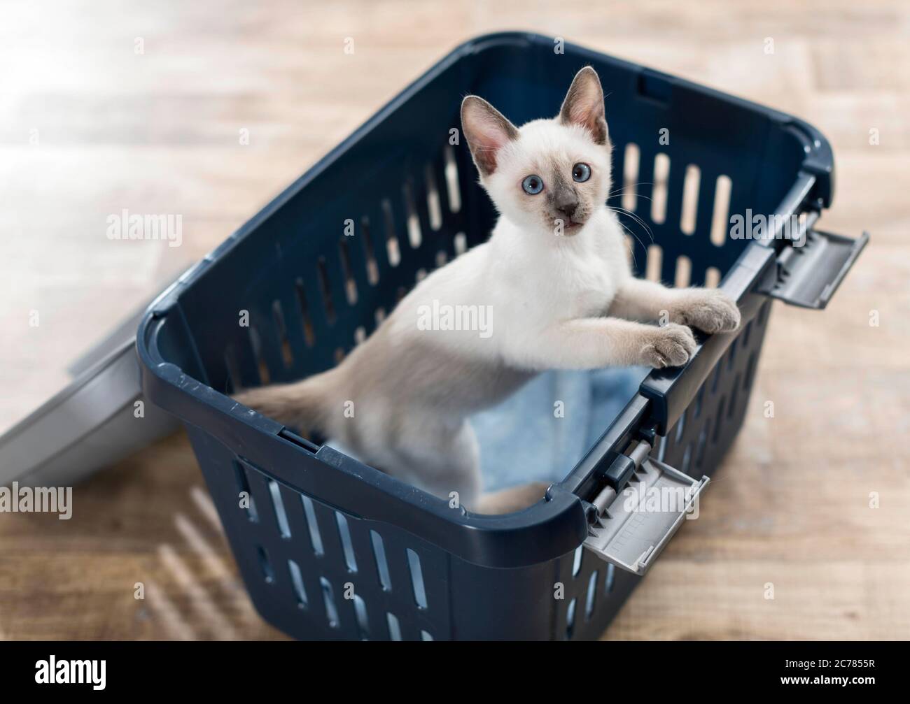 Siamese cat. Kitten in a pet carrier. Germany Stock Photo