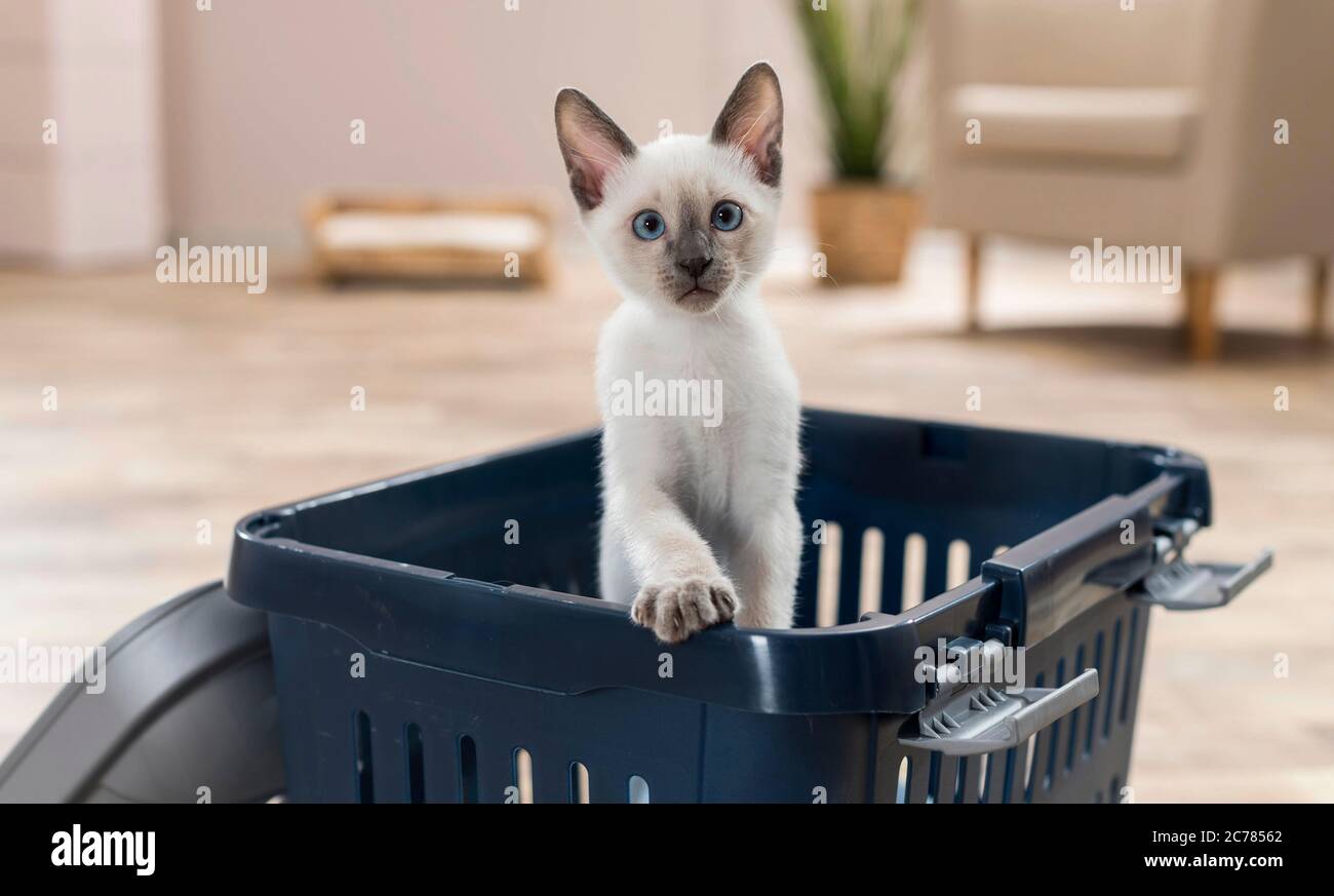 Siamese cat. Kitten in a pet carrier. Germany Stock Photo