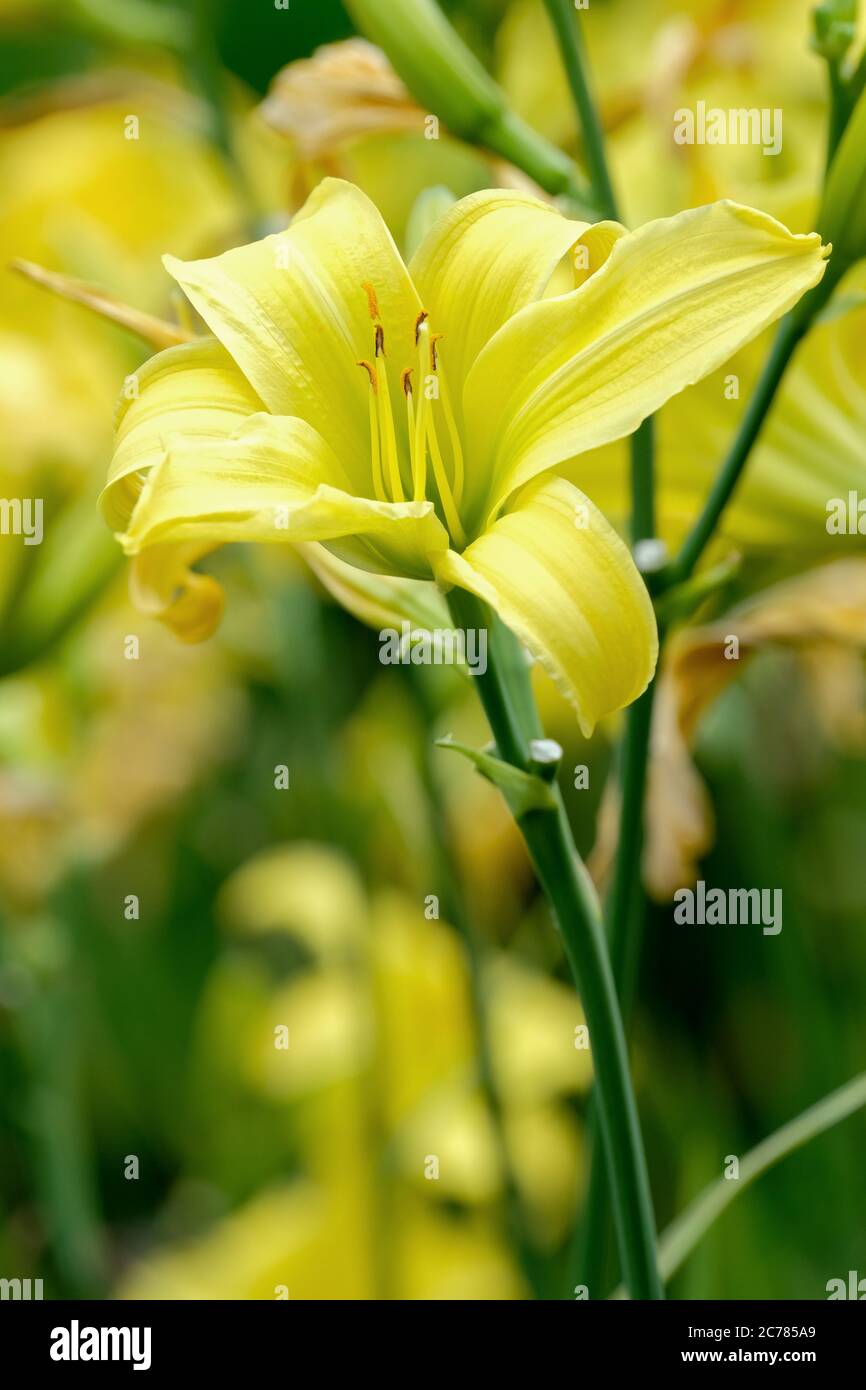 Pale yellow trumpet-like flower of hemerocallis Marion Vaughn Daylily Marion Vaughn. Day Lily 'Marion Vaughn' Stock Photo