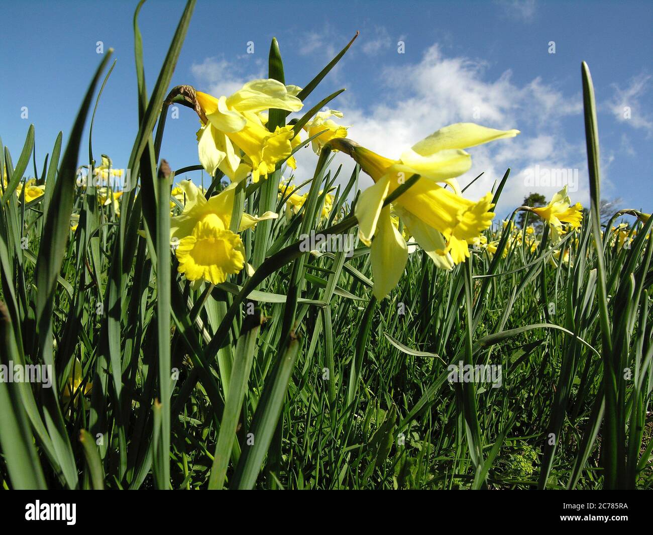 Daffodils (Narcissus pseudonarcissus) in a meadow, Cezallier, Puy de Dome, Auvergne, France Stock Photo