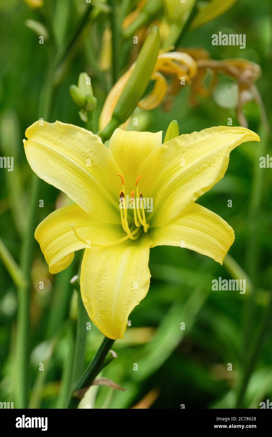 Pale yellow trumpet-like flower of hemerocallis Marion Vaughn Daylily Marion Vaughn. Day Lily 'Marion Vaughn' Stock Photo