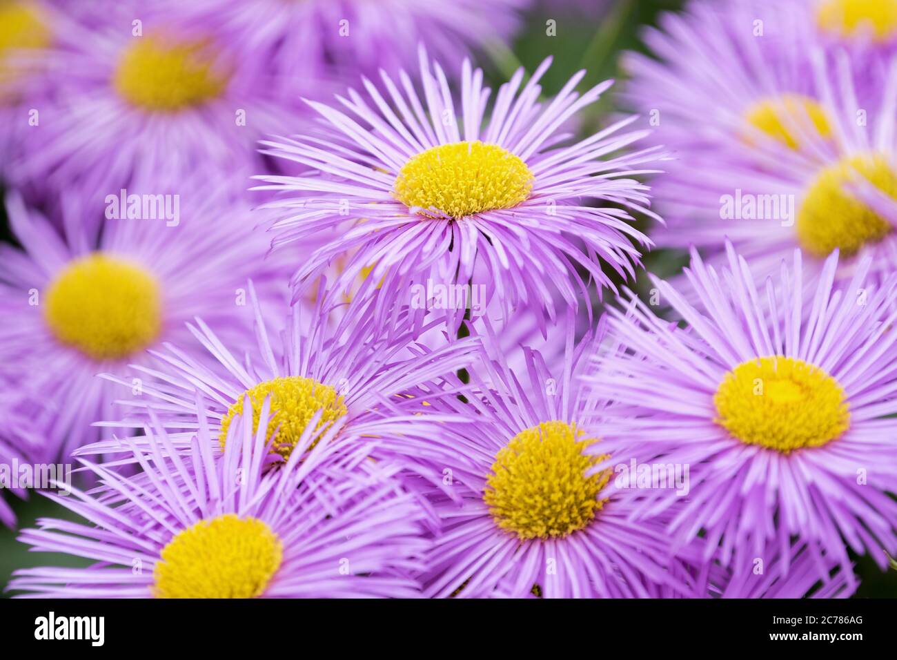 Perennial pale mauve Erigeron 'Strahlenmeer' or Fleabane flowers. Stock Photo