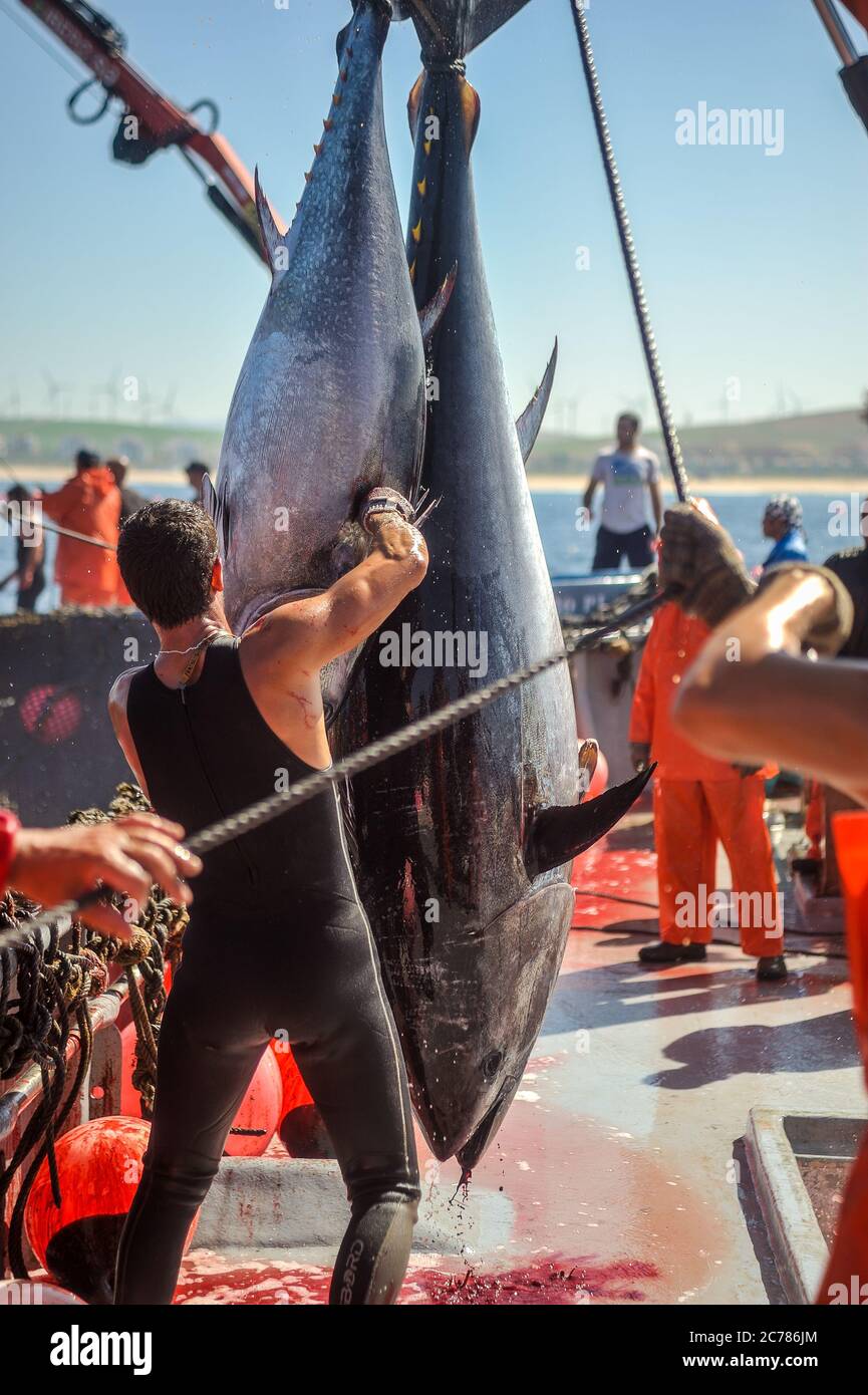 The Slaughter Man Cuts The Gill Artery Of A Bluefin Tuna To Bleed It To Death In Zahara De Los Atunes Spain Date 06 06 2012 Photographer Xabier Mikel Laburu Stock Photo Alamy alamy