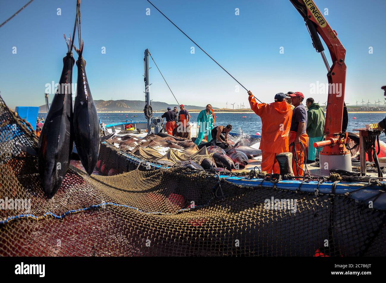 Two Bluefin tuna are hoisted by the tail to a near by vessel were Japanese experts look and classify the best catches that will be exported to their homeland from Zahara de los Atunes, Spain. Date: 06/06/2012. Photographer: Xabier Mikel Laburu. Stock Photo
