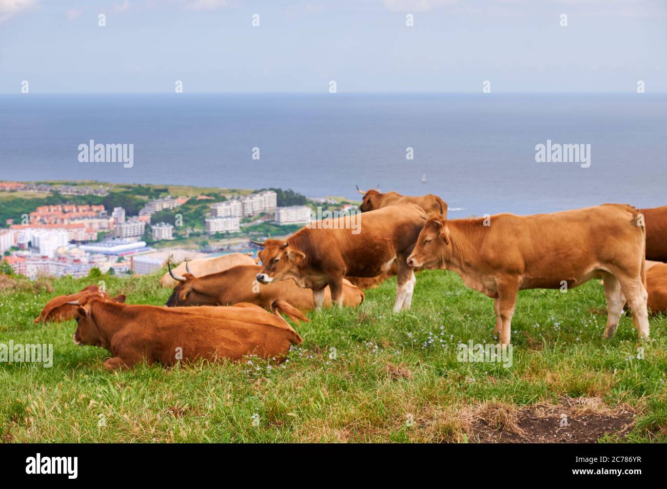 Domestic cattle limousin cows hi-res stock photography and images - Alamy