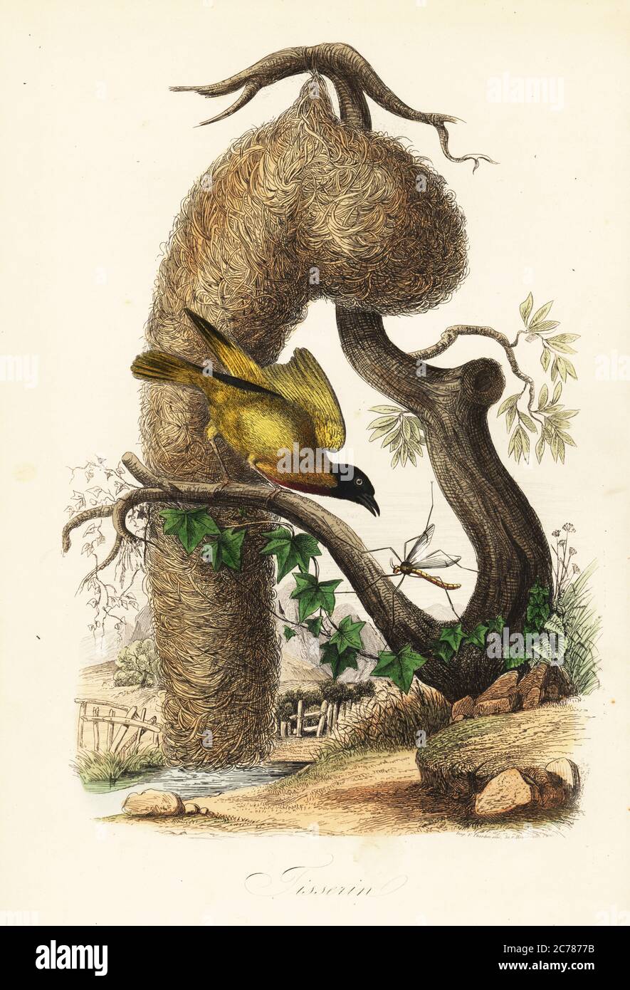 Village weaver, Ploceus cucullatus, with nest of woven grass. Tisserin. Copied from an illustration in Felix-Edouard Guerin-Meneville's Dictionnaire Pittoresque d'Histoire Naturelle. Handcoloured steel engraving printed by F. Chardon from Achille Comte’s Musee d’Histoire Naturelle, Museum of Natural History, Gustave Hazard, Paris, 1854. Stock Photo