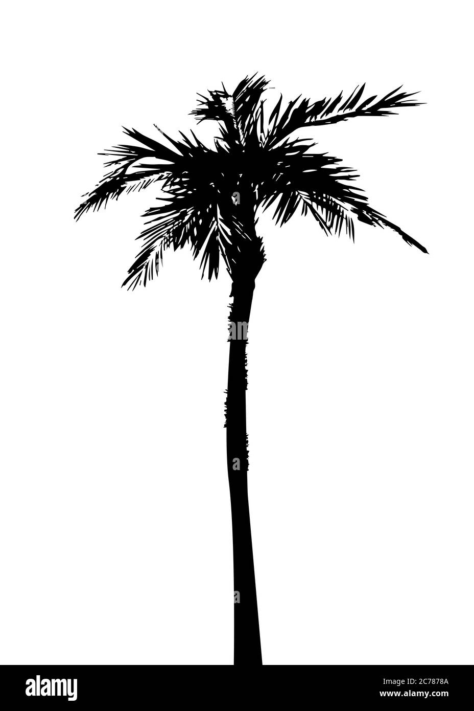 Tropical palm tree, black silhouette and outline contours, vector ...