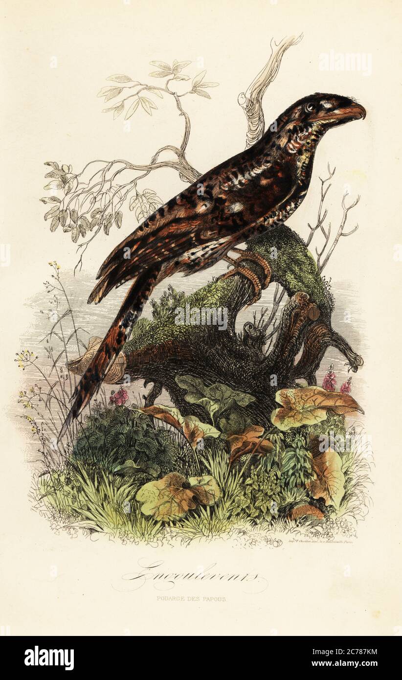 Papuan frogmouth, Podargus papuensis. Engoulevents, Podarge des Papous. Copied from an illustration by Adolph Fries in Felix-Edouard Guerin-Meneville's Dictionnaire Pittoresque d'Histoire Naturelle. Handcoloured steel engraving printed by F. Chardon from Achille Comte’s Musee d’Histoire Naturelle, Museum of Natural History, Gustave Hazard, Paris, 1854. Stock Photo