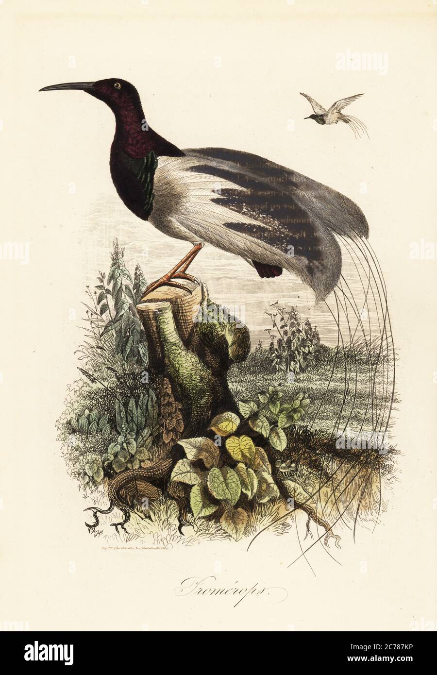 Twelve-wired bird-of-paradise, Seleucidis melanoleucus. Mislabeled Promerops. Copied from an illustration by Adolph Fries in Felix-Edouard Guerin-Meneville's Dictionnaire Pittoresque d'Histoire Naturelle. Handcoloured steel engraving printed by F. Chardon from Achille Comte’s Musee d’Histoire Naturelle, Museum of Natural History, Gustave Hazard, Paris, 1854. Stock Photo
