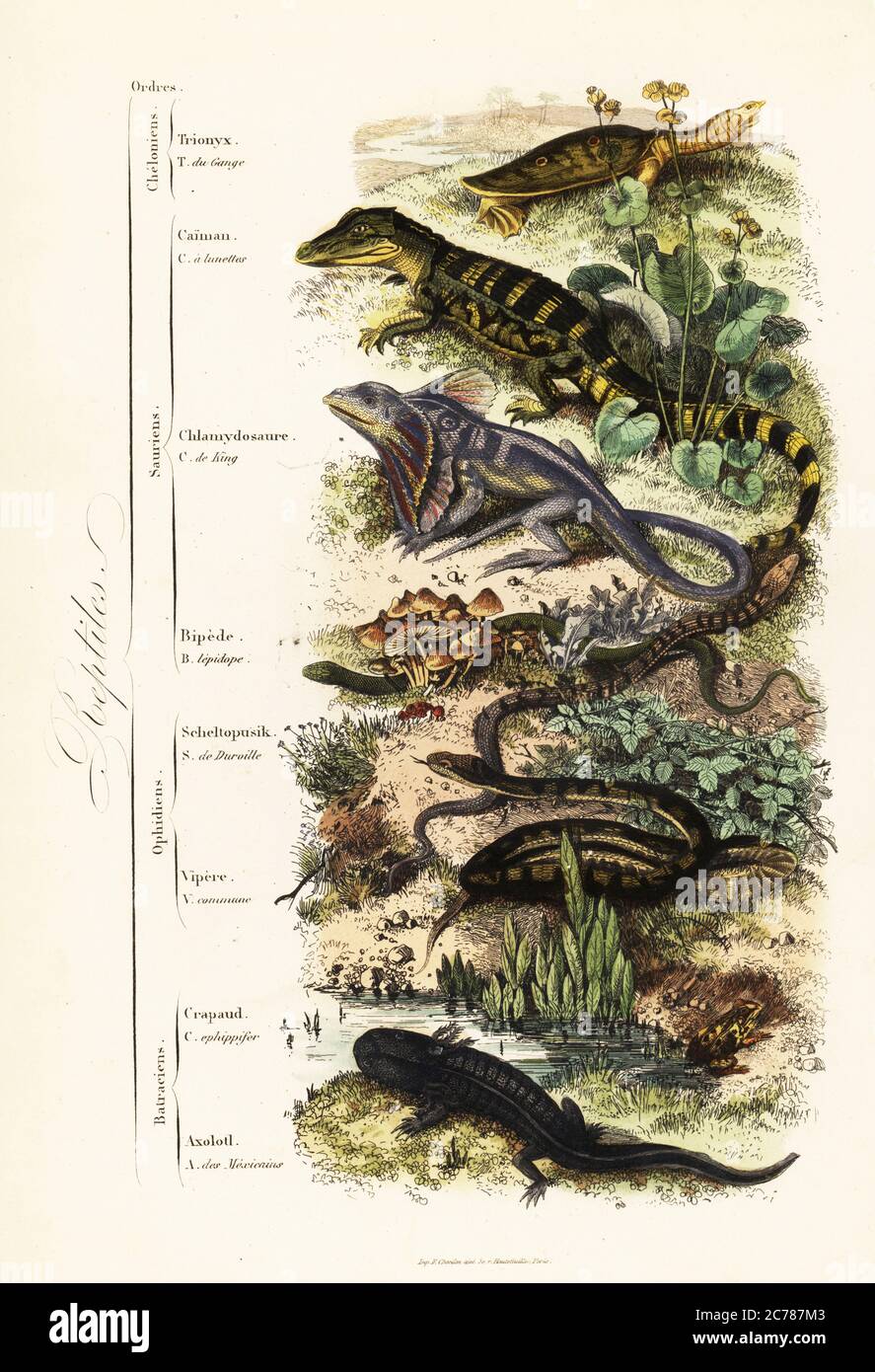 Orders of reptiles: vulnerable Indian softshell turtle, Nilssonia gangetica, spectacled caiman, Caiman crocodilus,  frilled-necked lizard, Chlamydosaurus kingii, common scaly foot, Pygopus lepidopudus, European glass lizard, Pseudopus apodus, common viper, Vipera berus, Physalaemus ephippifer frog, and critically endangered axolotl, Ambystoma mexicanum. Trionyx du Gange, Caiman a lunettes, Chlamydosaure de King, Bipede lepidope, Scheltopusik de Durville, Vipere comune, Crapaud ephippifer, Axolotl des Mexicains. Handcoloured steel engraving printed by F. Chardon from Achille Comte’s Musee d’His Stock Photo