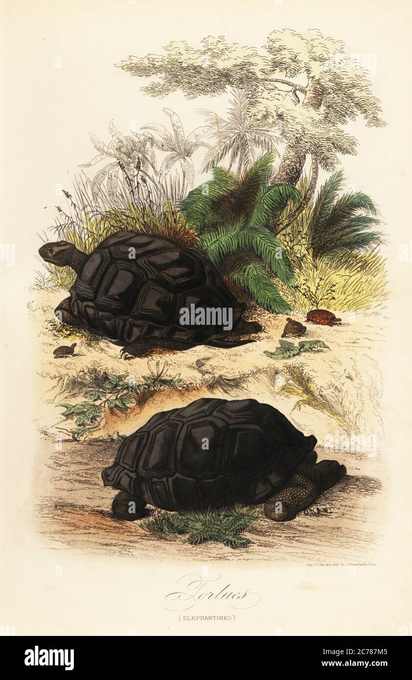 Aldabra giant tortoise, Aldabrachelys gigantea, vulnerable. Tortues. Copied from an illustration by Adolph Fries in Felix-Edouard Guerin-Meneville's Dictionnaire Pittoresque d'Histoire Naturelle. Handcoloured steel engraving printed by F. Chardon from Achille Comte’s Musee d’Histoire Naturelle, Museum of Natural History, Gustave Hazard, Paris, 1854. Stock Photo