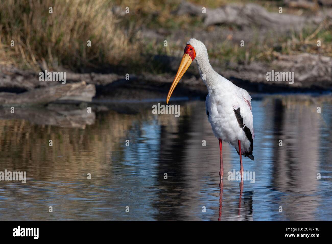 Yellow-billed Stork (Mycteria ibis), sometimes also called the wood stork or wood ibis, in the Xakanixa region of the Okavango Delta in northern Botsw Stock Photo