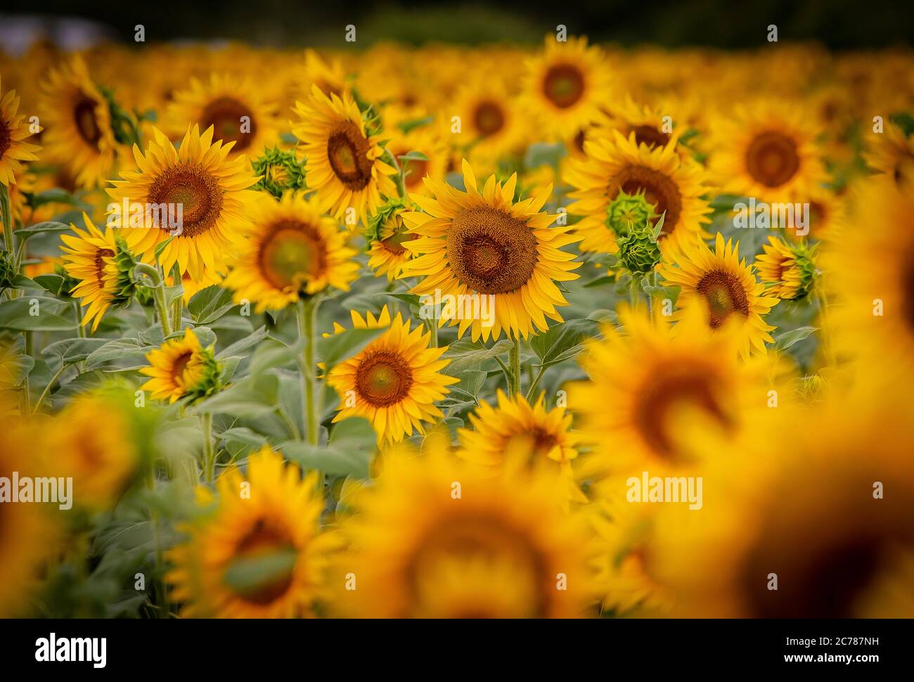 Sunflowers in a field at Greece Stock Photo Alamy