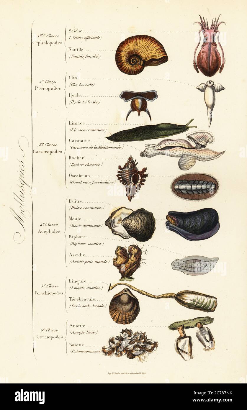 Orders of Molluscs. Cuttlefish, chambered nautilus, sea angel, sea butterfly, slug, floating sea snail, chiton, oyster, mussel, clam, lingula, brachiopod, barnacle, etc. Seiche officinale, Nautile flambe, Clio boreale, Hyale tridentee, Limace commune, Carinaire de la Mediterranee, Rocher chicoree, Oscabrion fasciculaire, Huitre commune, Moule commune, Biphore sonaire, Ascidie petit monde, Lingule anatine, Terebratule dorsale, Anatife lisse, Balane commune. Handcoloured steel engraving printed by F. Chardon from Achille Comte’s Musee d’Histoire Naturelle, Museum of Natural History, Gustave Haza Stock Photo