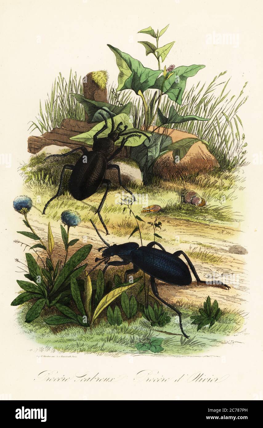 Huge violet ground beetles, Carabus scabrosus. Procere Scabreus, Procere d’Olivier. Handcoloured steel engraving printed by F. Chardon from Achille Comte’s Musee d’Histoire Naturelle, Museum of Natural History, Gustave Hazard, Paris, 1854. Stock Photo