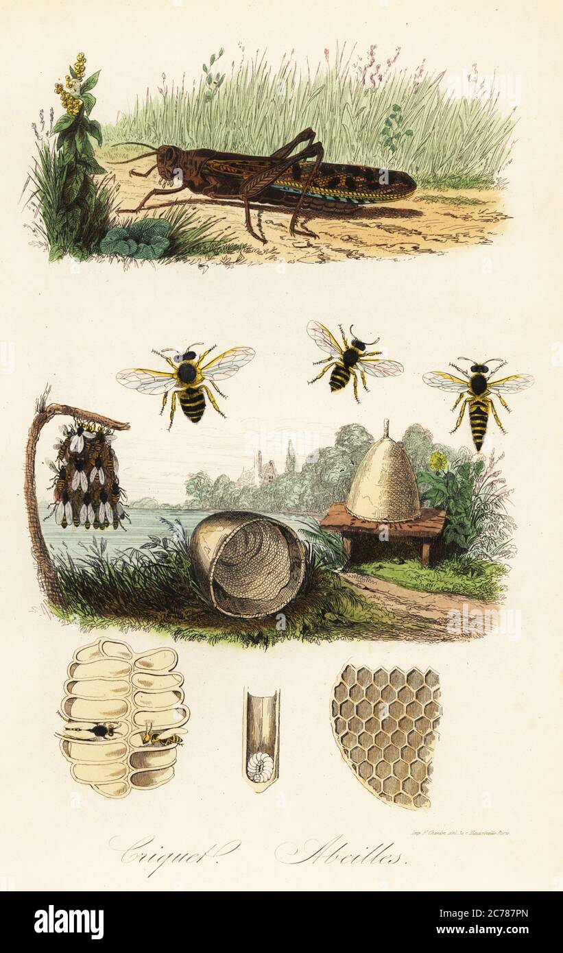 European field cricket, Gryllus campestris, and European honey bee, Apis mellifera, queen, worker and drone, hive, honeycomb, swarm, etc. Criquet, Abeilles. Handcoloured steel engraving printed by F. Chardon from Achille Comte’s Musee d’Histoire Naturelle, Museum of Natural History, Gustave Hazard, Paris, 1854. Stock Photo