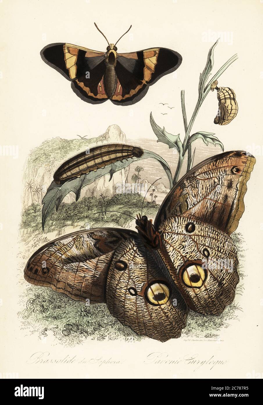 Brassolis sophorae butterfly, pupa and larva caterpillar (top) and forest giant owl, Caligo eurilochus (bottom). Brassolide du Sophora, Pavonie Euryloque. Illustration copied from Felix-Edouard Guerin-Meneville's Dictionnaire Pittoresque d'Histoire Naturelle. Handcoloured steel engraving printed by F. Chardon from Achille Comte’s Musee d’Histoire Naturelle, Museum of Natural History, Gustave Hazard, Paris, 1854. Stock Photo
