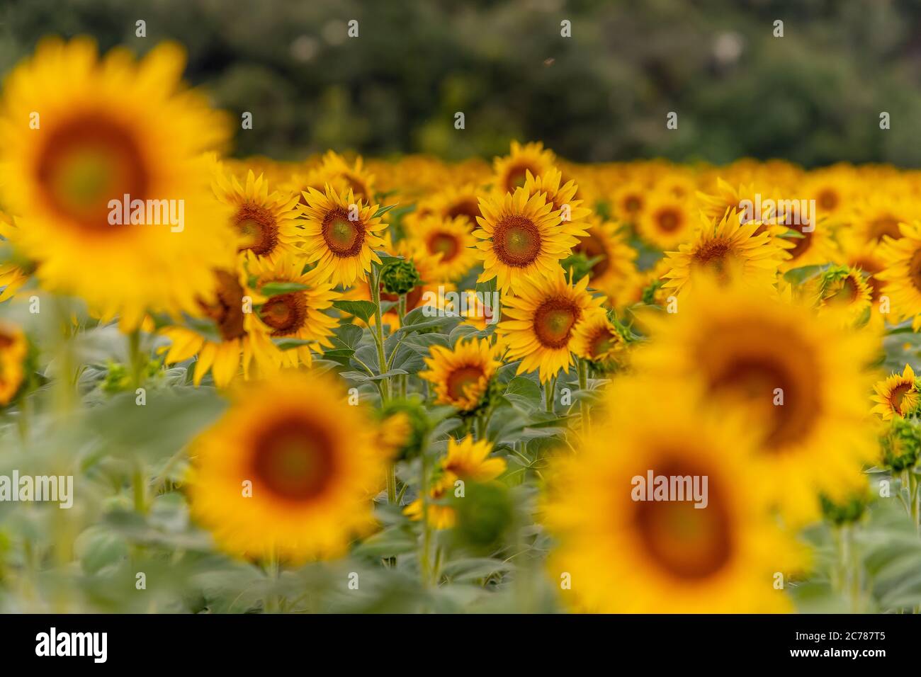 Sunflowers in a field at Greece Stock Photo Alamy