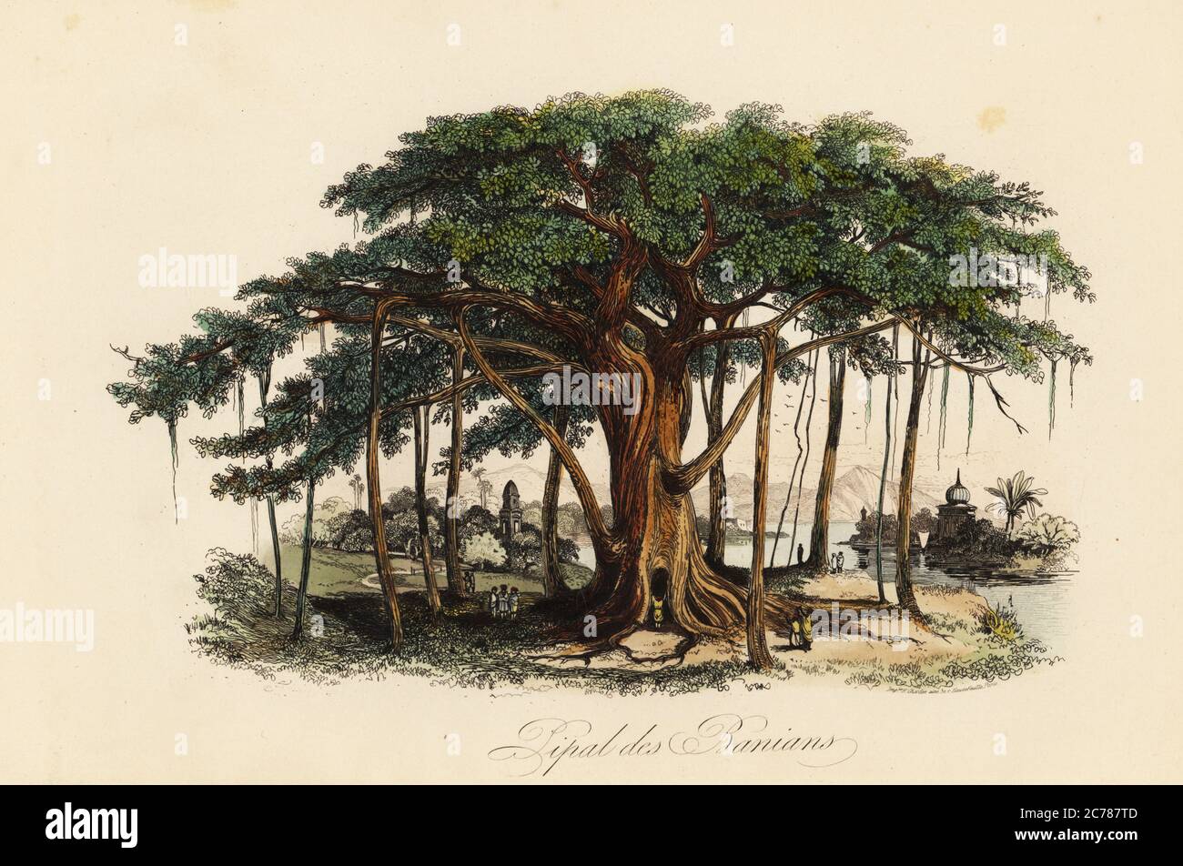 Sacred fig tree, Ficus religiosa, also known as the bodhi tree, banian tree, banyan tree, pippala tree, peepul tree, peepal tree or ashwattha tree. Pipal des banians. Handcoloured steel engraving printed by F. Chardon from Achille Comte’s Musee d’Histoire Naturelle, Museum of Natural History, Gustave Hazard, Paris, 1854. Stock Photo