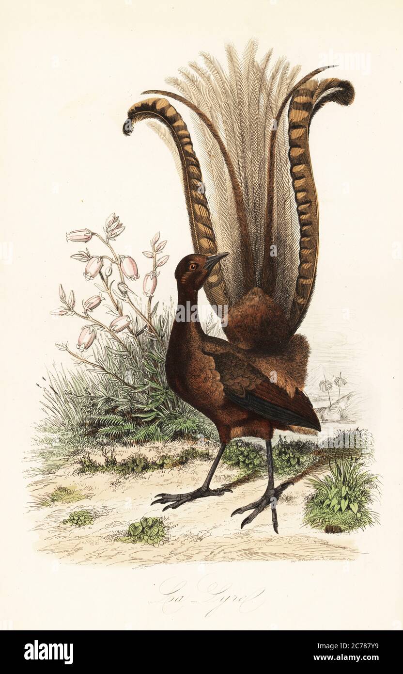 Superb lyrebird, Menura novaehollandiae, la Lyre, and false azalea, Menziesia ferruginea, (Rhododendron menziesii). Copied from an illustration by Adolph Fries in Felix-Edouard Guerin-Meneville's Dictionnaire Pittoresque d'Histoire Naturelle. Handcoloured steel engraving printed by F. Chardon from Achille Comte’s Musee d’Histoire Naturelle, Museum of Natural History, Gustave Hazard, Paris, 1854. Stock Photo
