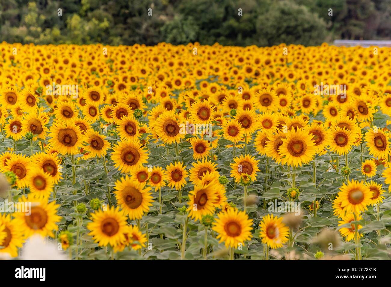 Sunflower Greek Definition at John Mcdorman blog