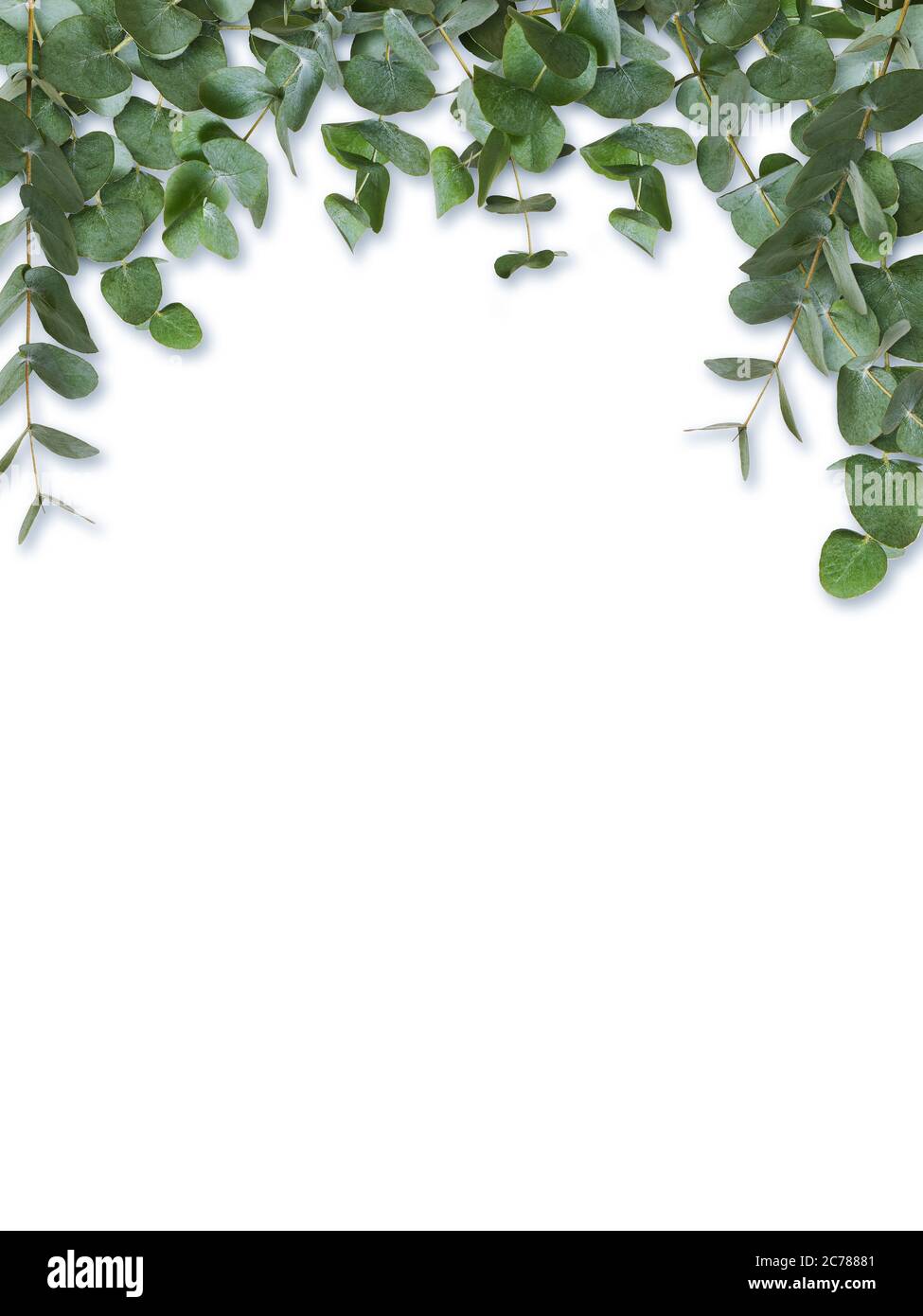 Eucalyptus green leaves and branches isolated on white background. Stock Photo