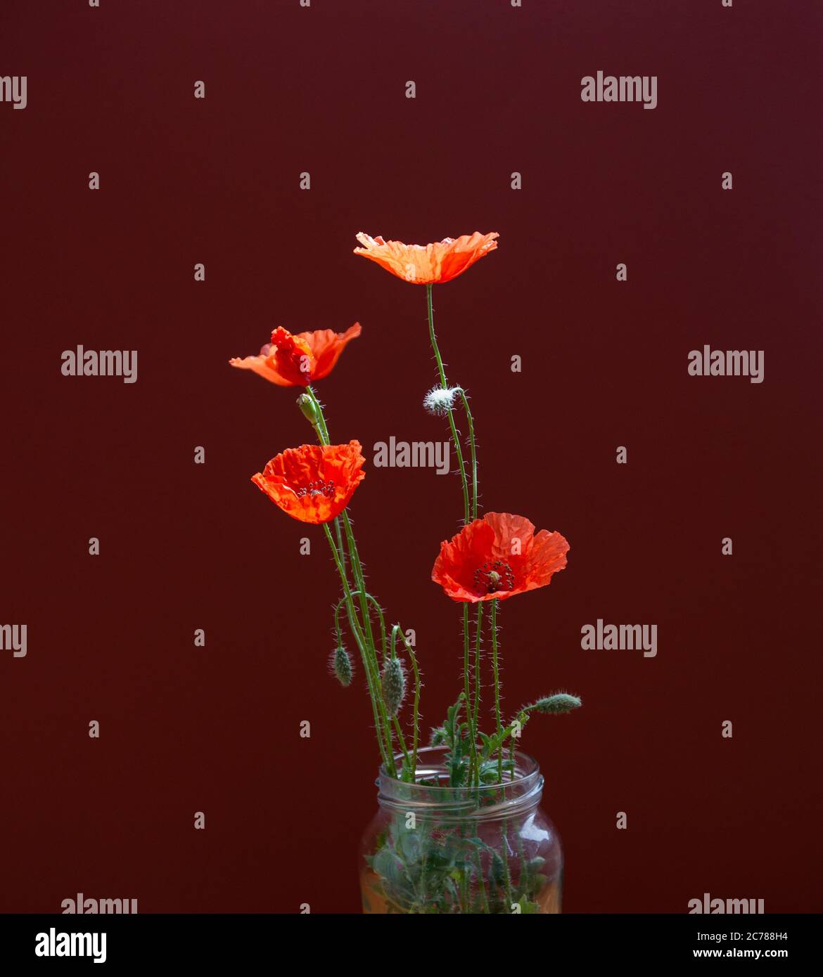 Bouquet of red poppies flowers on dark background. Wild flowers. Close ...