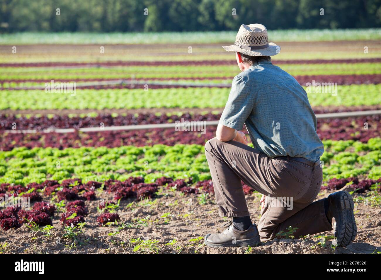 Farmer looking at a big field of lettuce with soil irrigation system Stock Photo