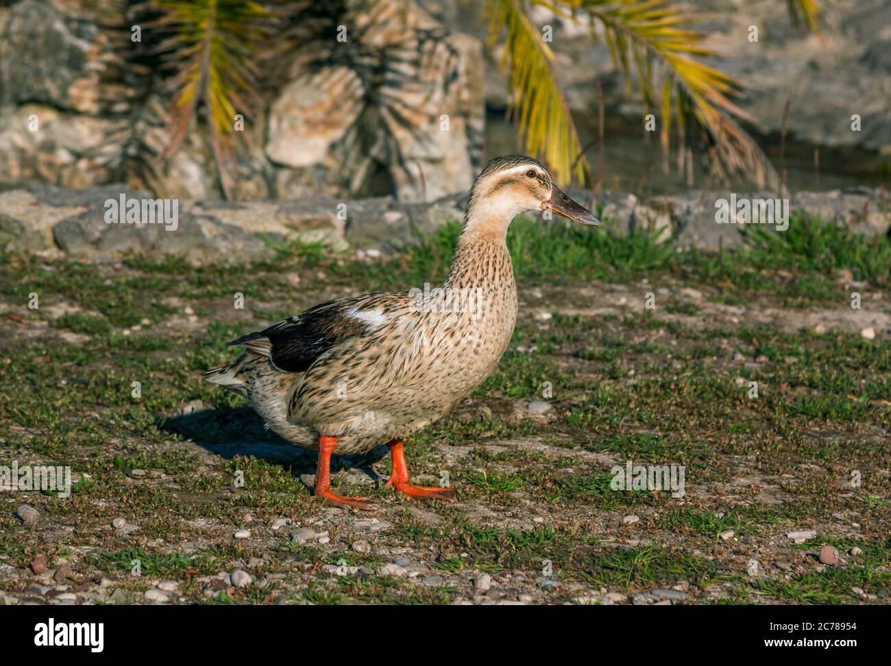 Brown mallard duck walking on sea shore on a sunny day. Stock Photo