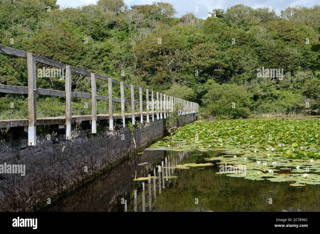 Footbridge crossing Bosherston Lily Ponds Pembrokeshire Coast National ...