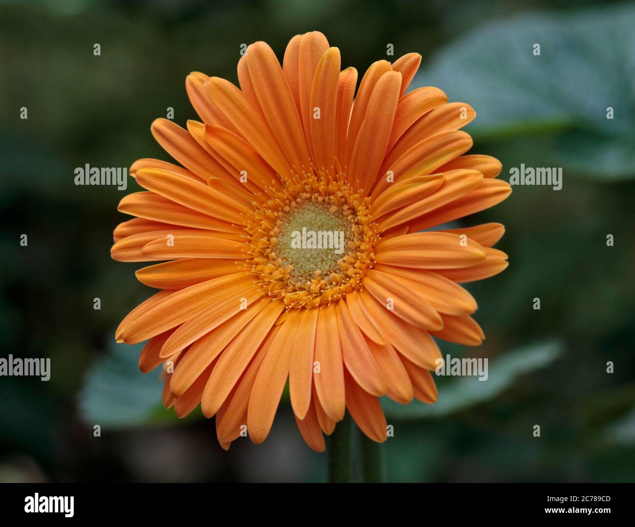 Hardy Gerbera Sweet Honey Stock Photo