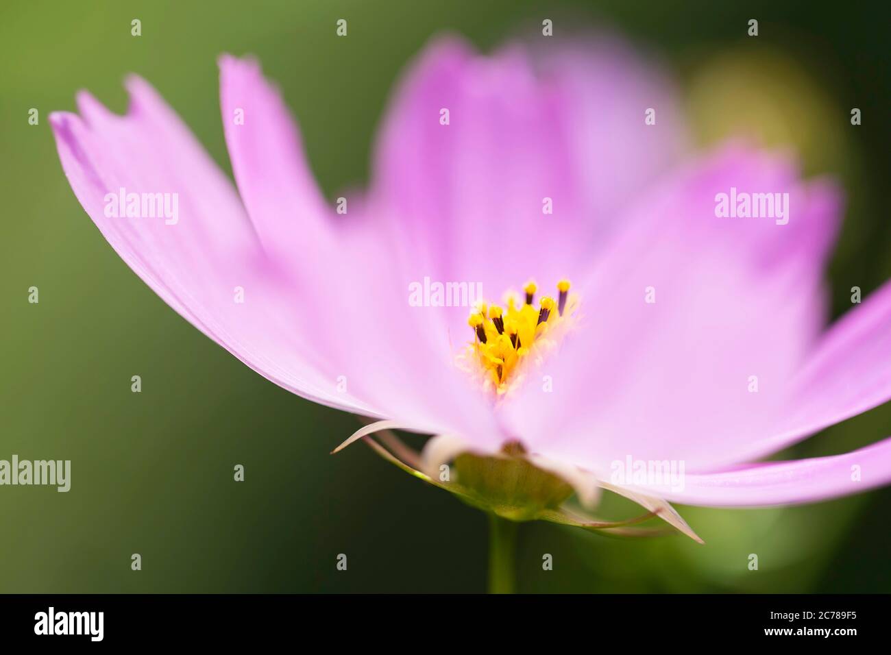 Soft focus beautiful cosmos hi-res stock photography and images - Alamy