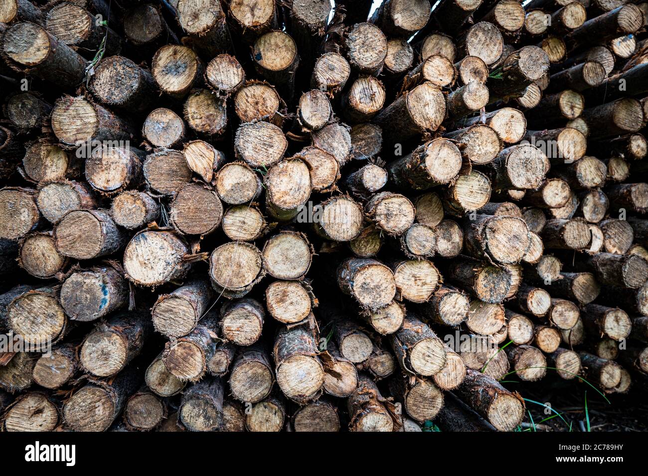 Pile of perfect round timber wooden logs. Wooden background Stock Photo ...