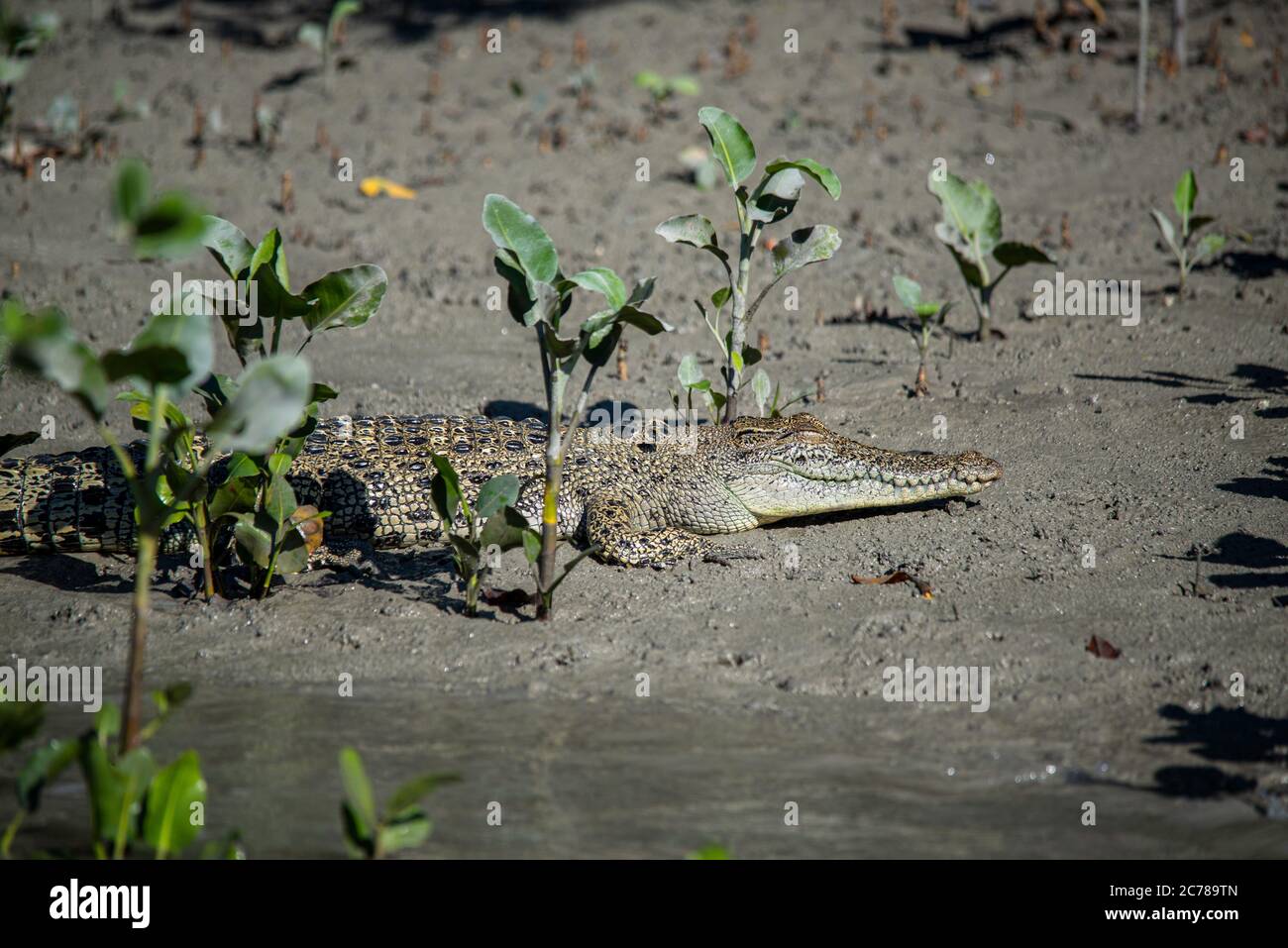 Saltwater crocodile lies on mudbank, Hunter River, Kimberley, Australia. Stock Photo