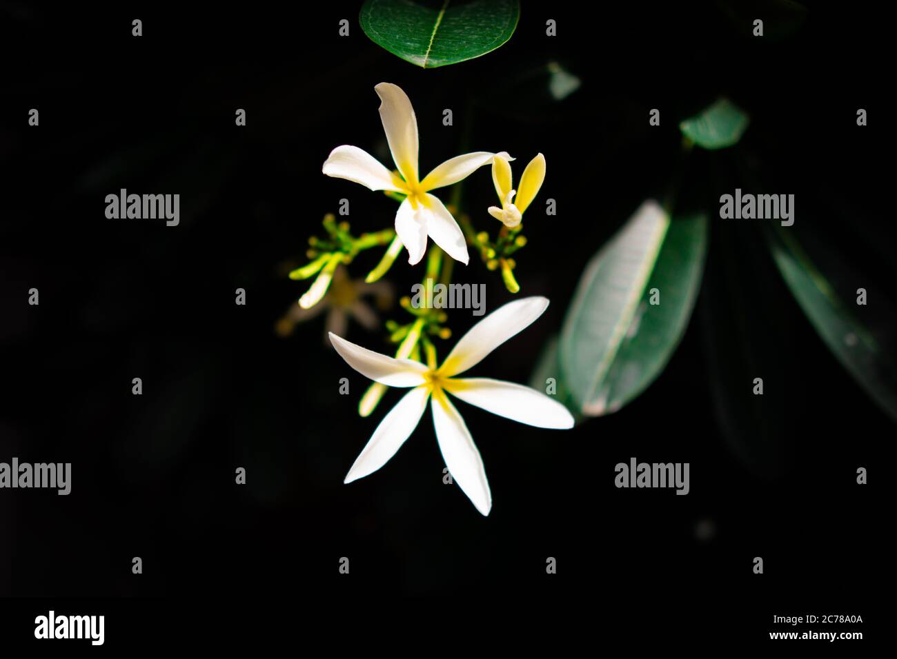 White fragrant flower with green leaves in a completely dark background. Frangipani flower is known as Plumeria flower. Stock Photo