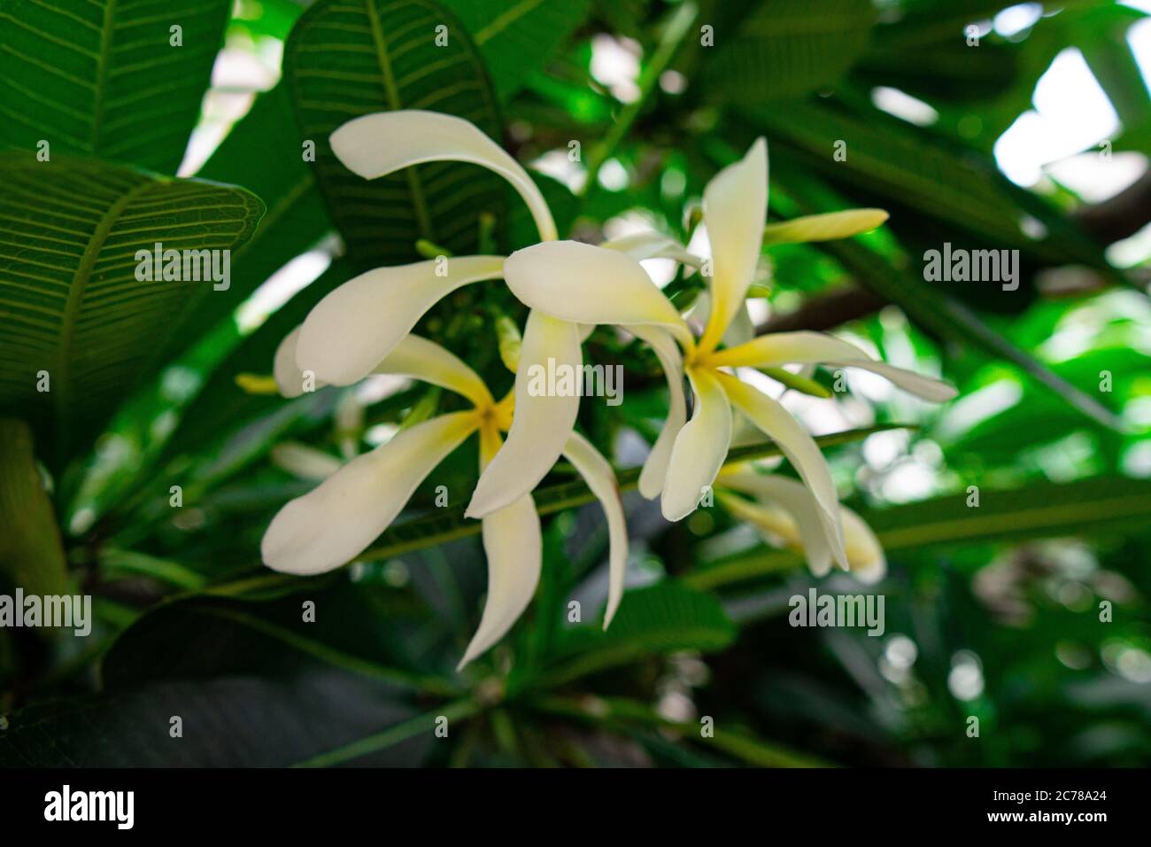 White fragrant flower with green leaves in the background. Frangipani flower is known as Plumeria flower, bouquet on branch tree in the morning. Stock Photo